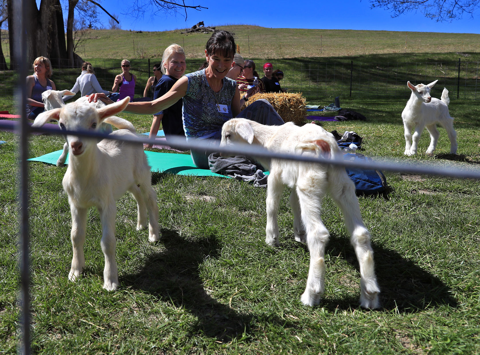 Namaste Goat Yoga